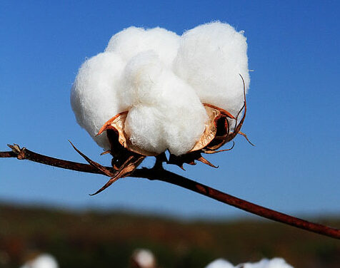 How Much of Cotton India Produced In Last 3 Years? – Find The Numbers Here