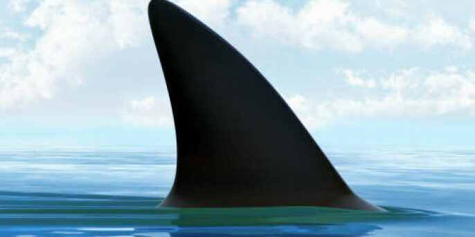 What You Need To Know About European Citizens’ “Stop Finning – Stop the Trade” Initiative