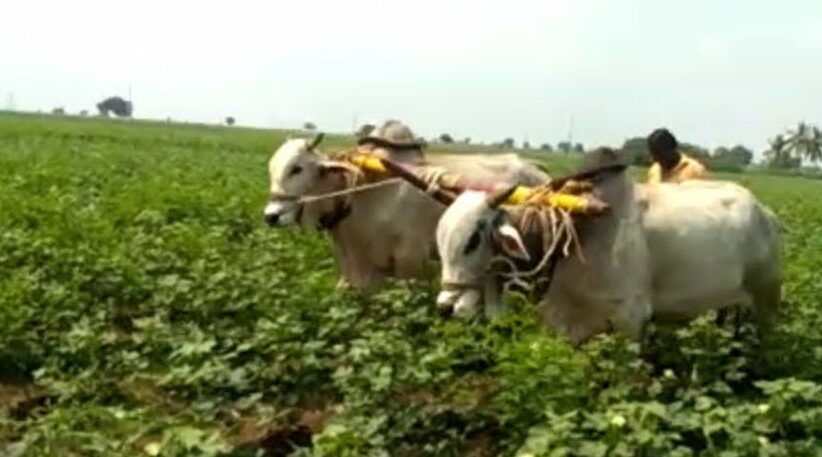 India To Develop A Comprehensive Farmers Database – How Does It Help Agriculture Sector?