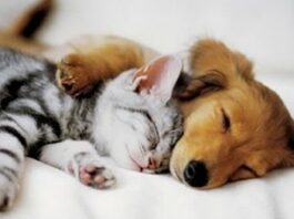 74% Europeans Believe That Companion Animals Should Be Better Protected – Survey Statistics