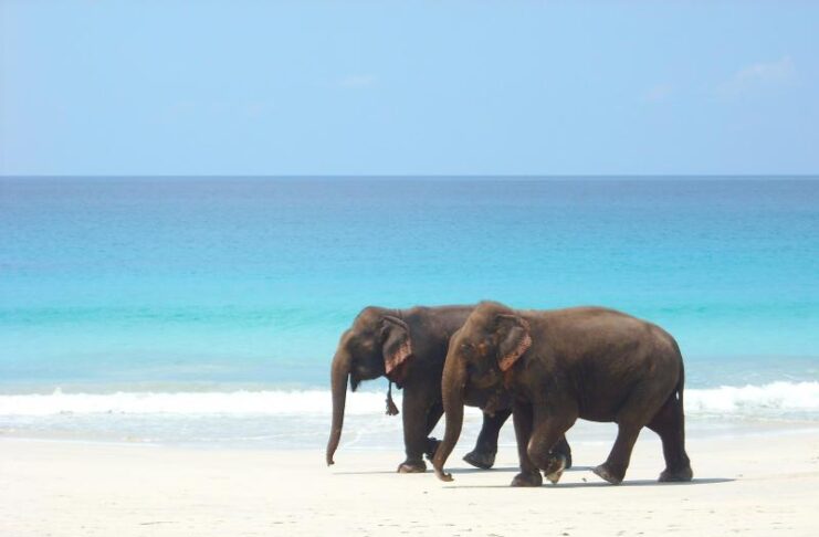 8 beaches of India have been awarded the “BLUE FLAG” by an International Jury comprising of eminent members