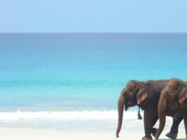 8 beaches of India have been awarded the “BLUE FLAG” by an International Jury comprising of eminent members