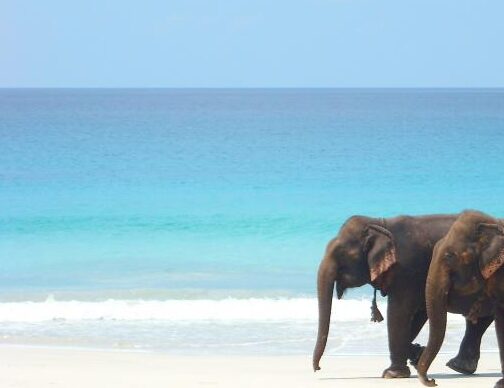 How Many BLUE FLAG Beaches Are There In India? Check The List Here